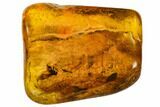 Fossil Booklouse (Psocoptera) In Baltic Amber #109458-1